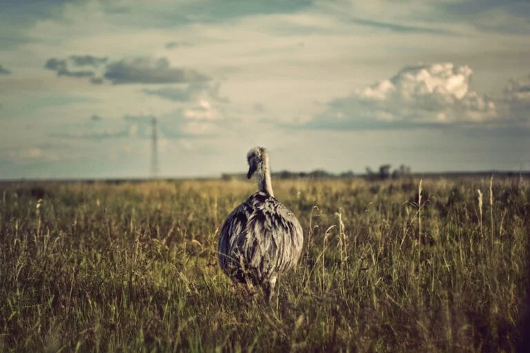 Verkiezigen, Stemmen, Struisvogel, Photo by Ariana Prestes on Unsplash