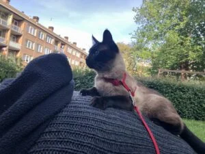 Muis, Week 22