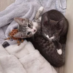 Kittens, Week 35