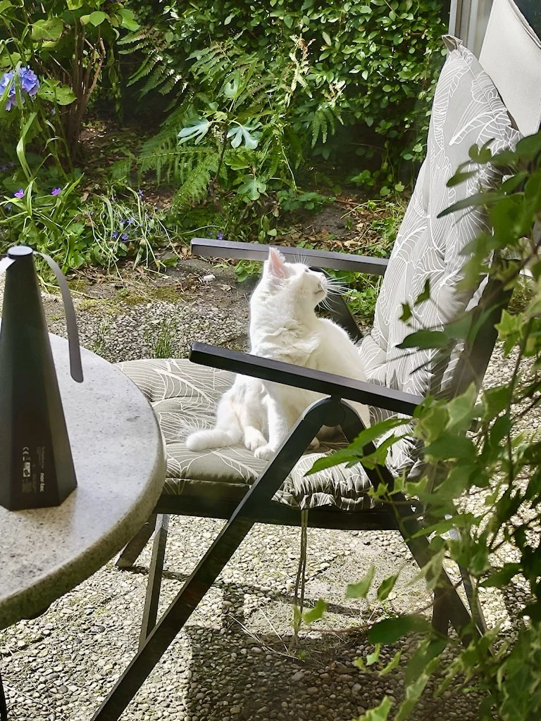 Juli 2024, Holly in de tuin, poes (B)