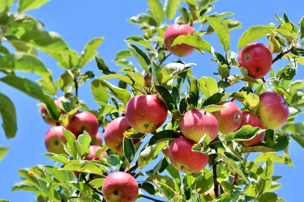 Appels en de Filosofische Fruitschaal-Theorie, Appelboom (Blog)