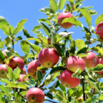 Appels en de Filosofische Fruitschaal-Theorie, Appelboom (Blog)