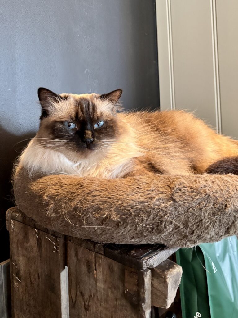Week 41:42 2025, Kattencafe Cattucino Alphen aan de Rijn