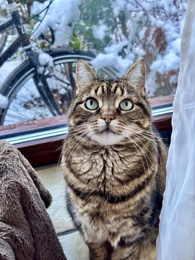 Dagboekstukjes Januari 2026 - Poes Kroepoek op vensterbank, Sneeuw (B)
