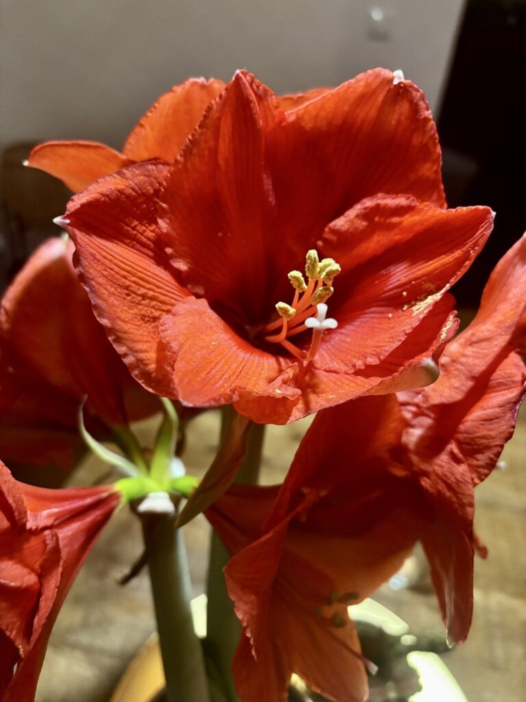 Dagboekstukjes Januari 2026 - Bloem, Amaryllis (B)