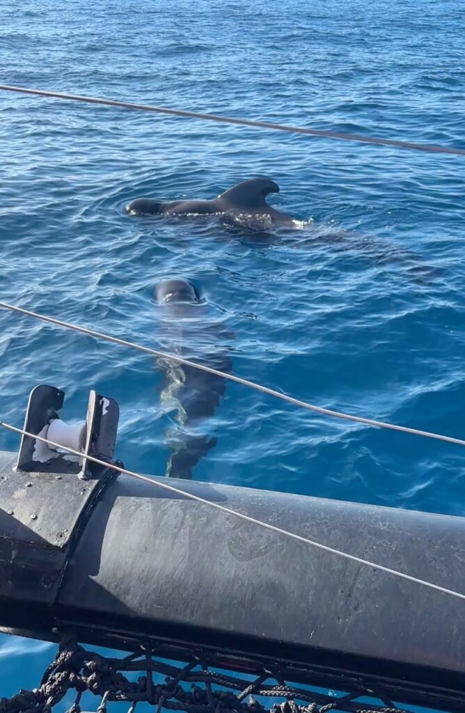 Dagboekstukjes Januari 2026 - Tenerife, Catamaran, Dolfijnen kijken, Grienden in de Zee (B)