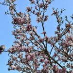 Dagboekstukjes maart 2026 - Enge mannen, Boormachines en Omdenkkringen, Bloesem, Bloemen (Blog)