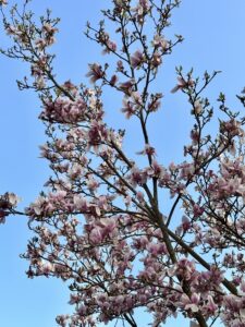 Dagboekstukjes maart 2026 - Enge mannen, Boormachines en Omdenkkringen, Bloesem, Bloemen, Lente (Blog)