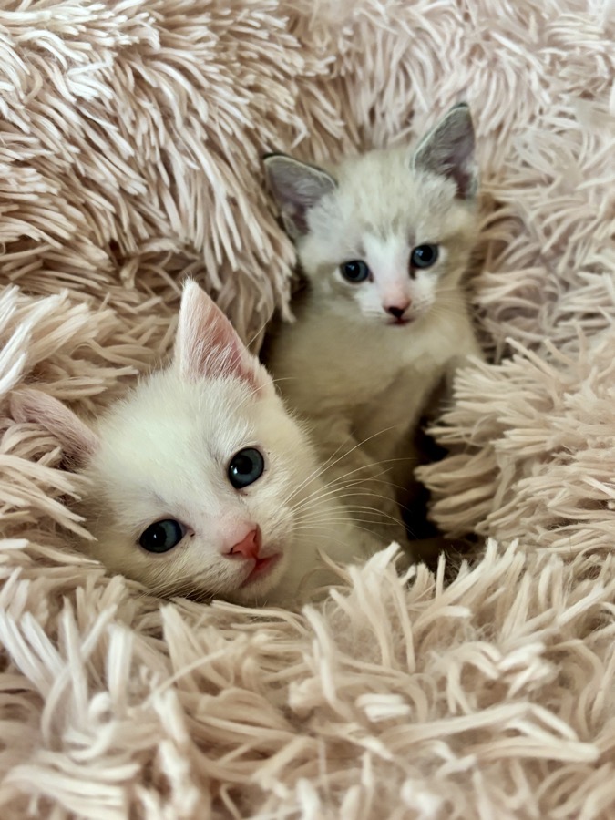 5 Zomerfavorieten (en 1 blunder), Kittens, Karin (B)